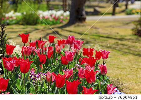 明石海峡公園 チューリップと春の花々の写真素材
