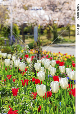 明石海峡公園 チューリップと春の花々 明石海峡公園 チューリップと春の花々 76004865