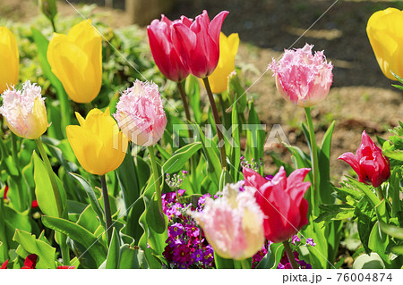 明石海峡公園　チューリップと春の花々 76004874