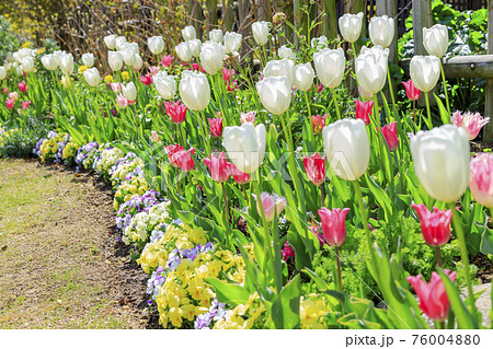 明石海峡公園 チューリップと春の花々の写真素材