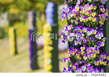 明石海峡公園 チューリップと春の花々 明石海峡公園 チューリップと春の花々 76004882