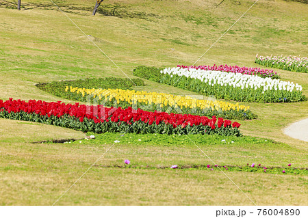 明石海峡公園 チューリップと春の花々 明石海峡公園 チューリップと春の花々 76004890