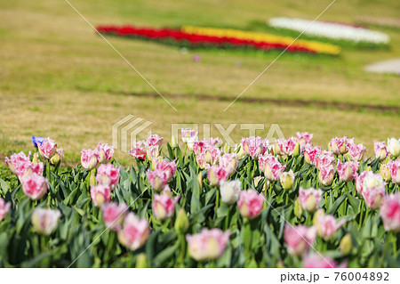 明石海峡公園 チューリップと春の花々 明石海峡公園 チューリップと春の花々 76004892