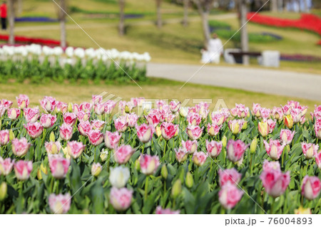 明石海峡公園 チューリップと春の花々 明石海峡公園 チューリップと春の花々 76004893