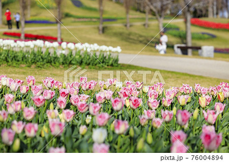 明石海峡公園　チューリップと春の花々 76004894