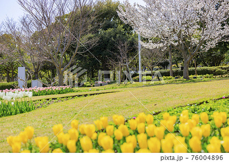 明石海峡公園 チューリップと春の花々 明石海峡公園 チューリップと春の花々 76004896