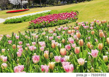 明石海峡公園 チューリップと春の花々 明石海峡公園 チューリップと春の花々 76004902