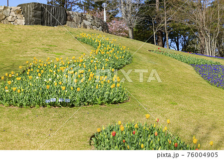 明石海峡公園 チューリップと春の花々の写真素材