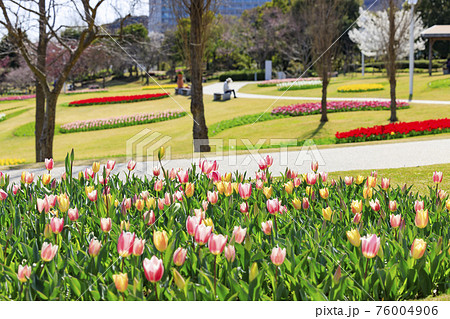 明石海峡公園 チューリップと春の花々 明石海峡公園 チューリップと春の花々 76004906