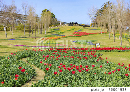 明石海峡公園 チューリップと春の花々 明石海峡公園 チューリップと春の花々 76004933
