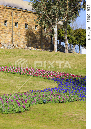 明石海峡公園 チューリップと春の花々 明石海峡公園 チューリップと春の花々 76004936