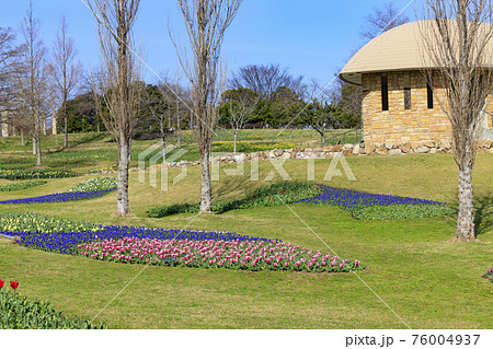 明石海峡公園 チューリップと春の花々 明石海峡公園 チューリップと春の花々 76004937