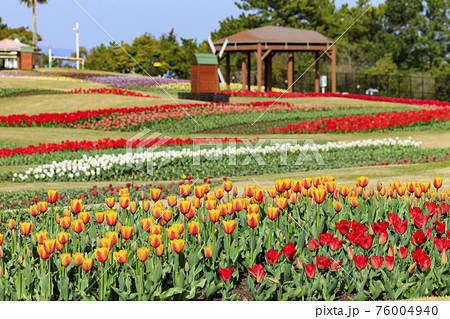 明石海峡公園 チューリップと春の花々 明石海峡公園 チューリップと春の花々 76004940