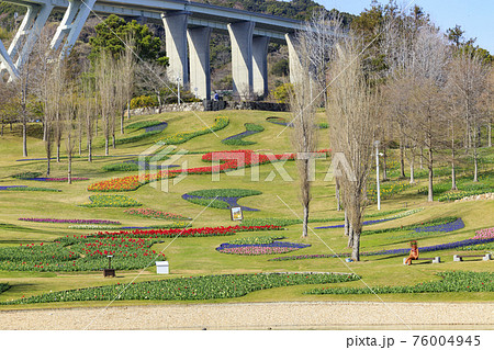 明石海峡公園　チューリップと春の花々 76004945