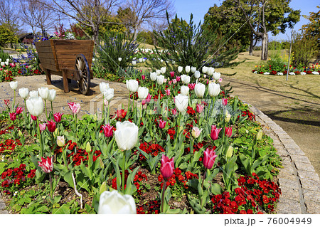 明石海峡公園 チューリップと春の花々 明石海峡公園 チューリップと春の花々 76004949