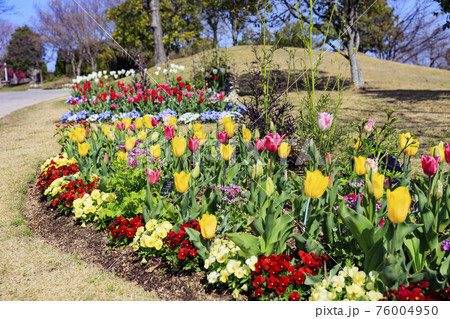 明石海峡公園 チューリップと春の花々 明石海峡公園 チューリップと春の花々 76004950