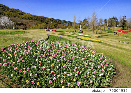 明石海峡公園 チューリップと春の花々 明石海峡公園 チューリップと春の花々 76004955