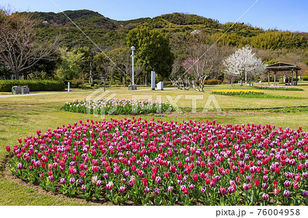 明石海峡公園　チューリップと春の花々 76004958