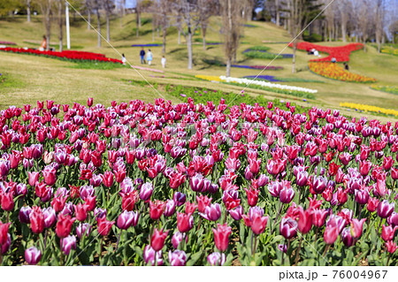 明石海峡公園　チューリップと春の花々 76004967