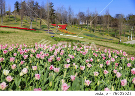 明石海峡公園　チューリップと春の花々 76005022