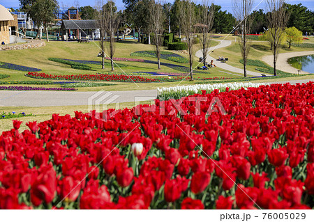 明石海峡公園　チューリップと春の花々 76005029