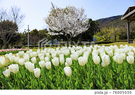 明石海峡公園　チューリップと春の花々 76005030