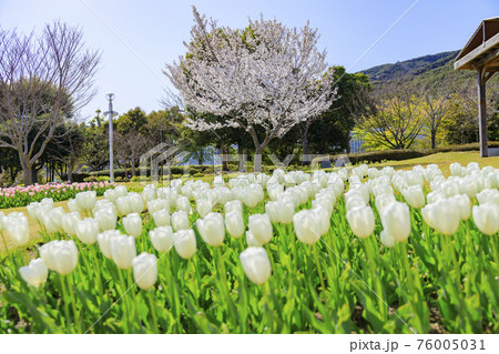 明石海峡公園 チューリップと春の花々 明石海峡公園 チューリップと春の花々 76005031