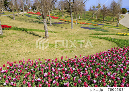 明石海峡公園 チューリップと春の花々 明石海峡公園 チューリップと春の花々 76005034