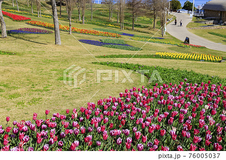 明石海峡公園 チューリップと春の花々 明石海峡公園 チューリップと春の花々 76005037