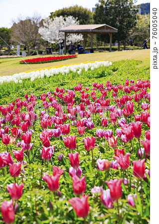 明石海峡公園　チューリップと春の花々 76005040
