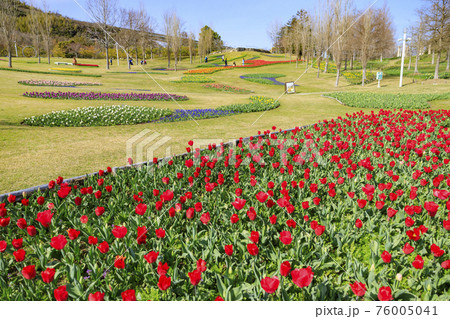 明石海峡公園 チューリップと春の花々 明石海峡公園 チューリップと春の花々 76005041