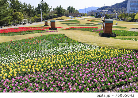 明石海峡公園　チューリップと春の花々 76005042