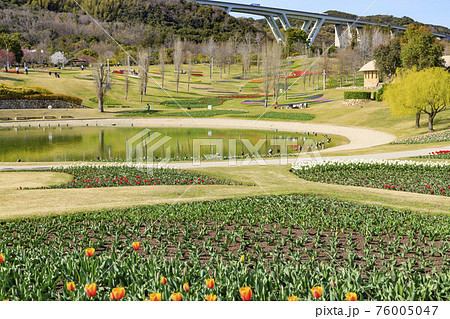 明石海峡公園 チューリップと春の花々 明石海峡公園 チューリップと春の花々 76005047