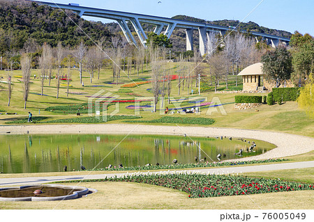 明石海峡公園 チューリップと春の花々 明石海峡公園 チューリップと春の花々 76005049