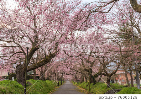 徳佐八幡宮の桜参道 徳佐八幡宮の桜参道 76005128