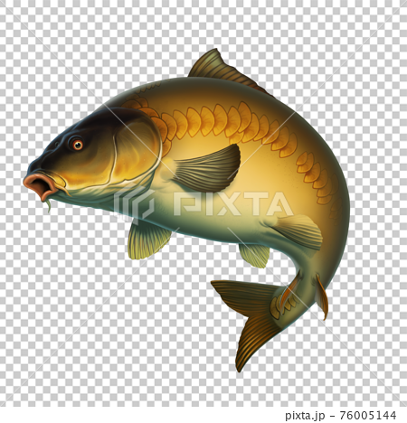 Mirror carp fish (koi) realism isolate - Stock Illustration