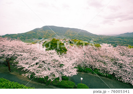 朝日山森林公園の桜並木 76005341