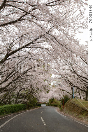 朝日山森林公園の桜並木 76005346