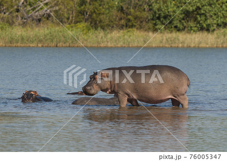 Hippopotamus , Kruger National Park , Africa 76005347