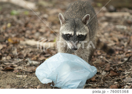 Raccoon with a plastic bag from the garbage as a environmental issue. Raccoon with a plastic bag from the garbage as a environmental issue. 76005368