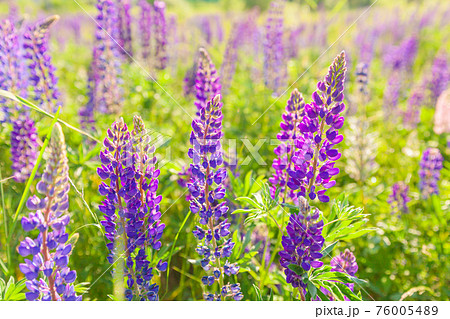 Beautiful blooming lupine flowers in spring time. Field of lupines plants background. Violet wild spring and summer flowers. Gentle warm soft colors selective focus, blurred background Beautiful blooming lupine flowers in spring time. Field of lupines plants background. Violet wild spring and summer flowers. Gentle warm soft colors selective focus, blurred background 76005489