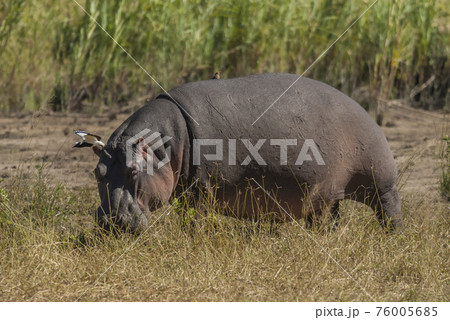 Hippopotamus , Kruger National Park , Africa 76005685