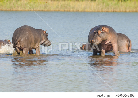 Hippopotamus , Kruger National Park , Africa 76005686