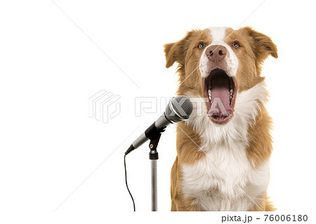 Portrait of a border collie dog singing in front a microphone Portrait of a border collie dog singing in front a microphone 76006180