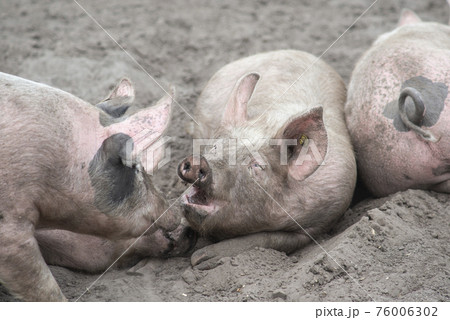 Three free range pig lying in the sand enjoying themselves Three free range pig lying in the sand enjoying themselves 76006302