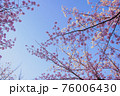 桜　満開　背景素材 76006430