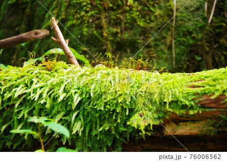倒木を覆うコケから伸びた胞子体 76006562