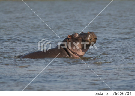 Hippopotamus , Kruger National Park , Africa 76006704