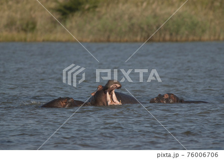 Hippopotamus , Kruger National Park , Africa 76006706