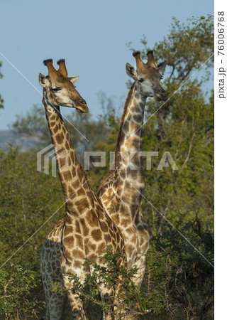 Giraffa, Kruger National Park Giraffa, Kruger National Park 76006768